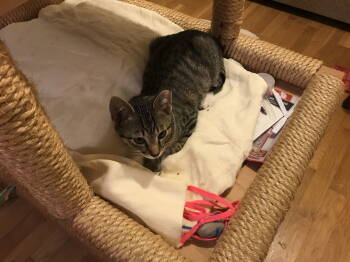 Rescue Domestic Short Hair Cats for Adoption in San Jose, California - King & Mignon (Courtesy Post) | PetCurious