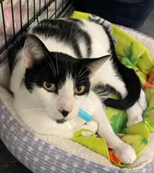 BANDIT -  Domestic Short Hair Cat for Adoption in Muskegon, Michigan - BANDIT | PetCurious