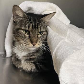 PRESLEY -  Domestic Medium Hair Cat for Adoption in Kyle, Texas - PRESLEY | PetCurious