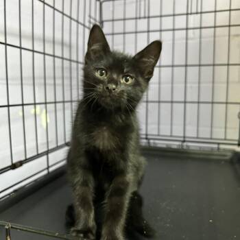 Chef -  Domestic Short Hair Cat for Adoption in Enterprise, Alabama - Chef | PetCurious