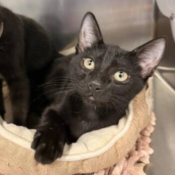 Lee -  Domestic Short Hair Cat for Adoption in Marshall, Virginia - Lee | PetCurious