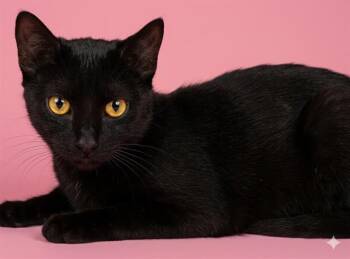 Domestic Short Hair Cats Available for Adoption in Jacksonville, Florida - PRINCESS VICTORIA | PetCurious