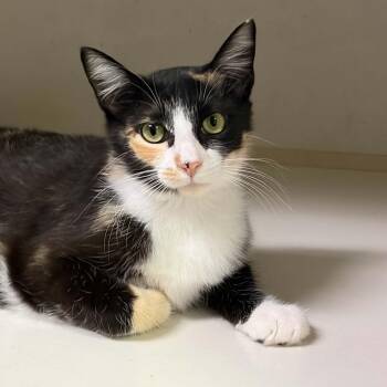 Mazie -  Calico Cat for Adoption in Antioch, California - Mazie | PetCurious
