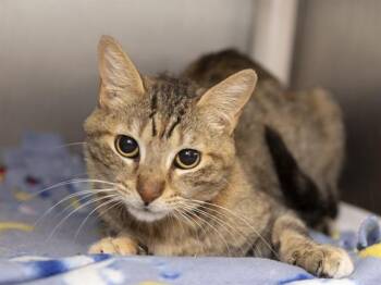 Domestic Short Hair Cats Available for Adoption in Phoenix, Arizona - SIMONE | PetCurious
