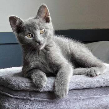 Hematite "Hemmy" -  Domestic Short Hair Cat for Adoption in Wilsonville, Oregon - Hematite "Hemmy" | PetCurious