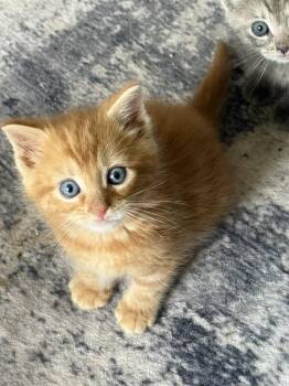 Lyons -  Domestic Medium Hair Cat for Adoption in Seven Valleys, Pennsylvania - Lyons | PetCurious