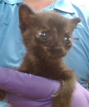 CAKE -  Domestic Short Hair Cat for Adoption in Doral, Florida - CAKE | PetCurious