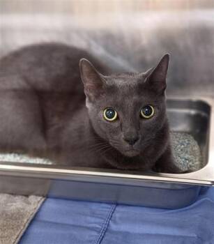 Smokey -  Domestic Short Hair Cat for Adoption in Largo, Florida - Smokey | PetCurious