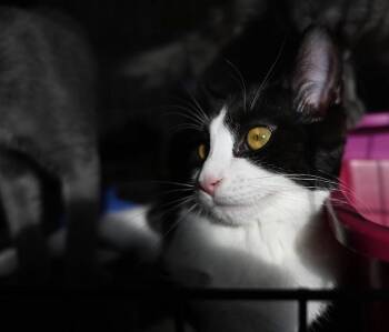 Rescue Domestic Short Hair Cats for Adoption in Montreal, Quebec - Charlotte | PetCurious