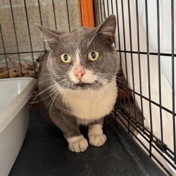 Rescue Domestic Short Hair Cats for Adoption in Long Beach, California - Henri | PetCurious