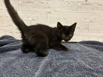 Domestic Short Hair Cats Available for Adoption in Modesto, California - A607868 | PetCurious