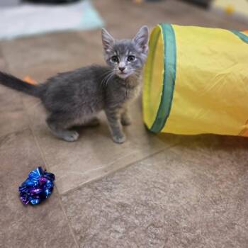 Inca -  Domestic Short Hair Cat for Adoption in Lancaster, Kentucky - Inca | PetCurious