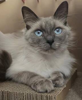 Rizzo -  Domestic Long Hair Cat for Adoption in Arlington, Washington - Rizzo | PetCurious