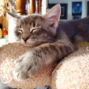 Domestic Short Hair Cats Available for Adoption in Fairway, Kansas - Piper | PetCurious