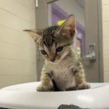 Friz -  Domestic Short Hair Cat for Adoption in Lufkin, Texas - Friz | PetCurious