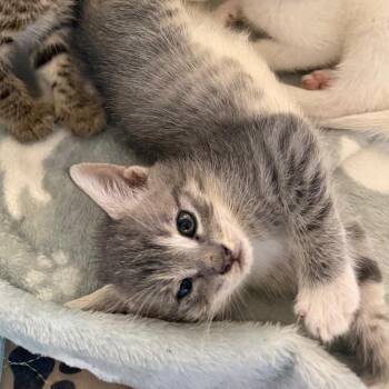 Peck -  Domestic Short Hair Cat for Adoption in Juno Beach, Florida - Peck | PetCurious