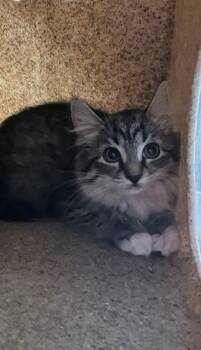 Rescue Domestic Medium Hair Cats for Adoption in Blythe, California - A1885071 | PetCurious