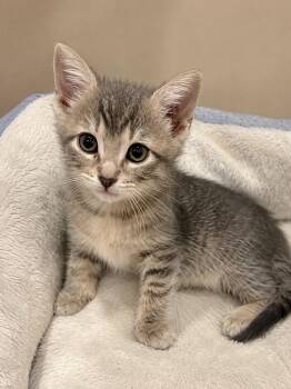 Naomi Campbell -  Domestic Short Hair and Tabby Cat for Adoption in Homer Glen, Illinois - Naomi Campbell | PetCurious