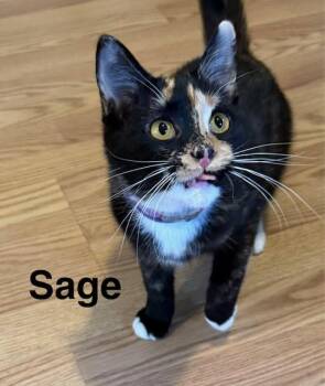 Tortoiseshell Cats Available for Adoption - SAGE | PetCurious