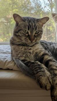 Tabby Cats Available for Adoption in Owatonna, Minnesota - Francesca | PetCurious