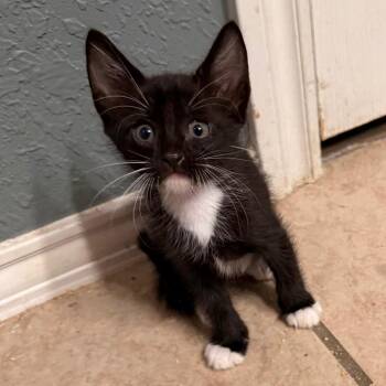Domestic Short Hair Cats Available for Adoption in Boerne, Texas - Early Bird Gets The Worm | PetCurious