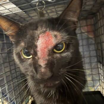 Samson -  Domestic Short Hair Cat for Adoption in League City, Texas - Samson | PetCurious