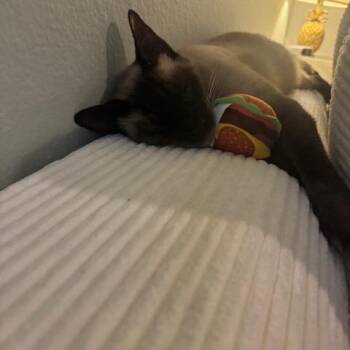 Aaron -  Siamese Cat for Adoption in Agoura Hills, California - Aaron | PetCurious