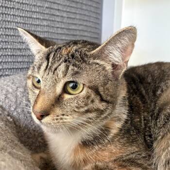 Blushing Bloom -  Domestic Short Hair Cat for Adoption in Fredericksburg, Virginia - Blushing Bloom | PetCurious