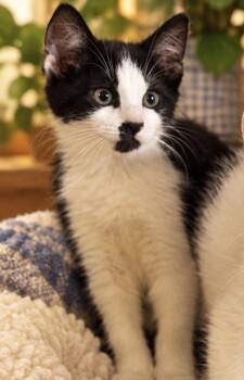 Cloud -  Domestic Short Hair Cat for Adoption in Sistersville, West Virginia - Cloud | PetCurious