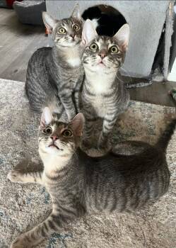 Rescue Domestic Short Hair and Tabby Cats for Adoption in Allentown, Pennsylvania - Silver | PetCurious