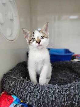 Jolene -  Domestic Short Hair Cat for Adoption in Corpus Christi, Texas - Jolene | PetCurious
