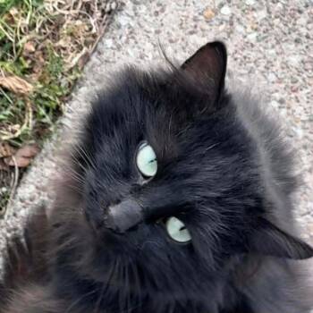 Tippy -  Domestic Long Hair Cat for Adoption in Toledo, Ohio - Tippy | PetCurious