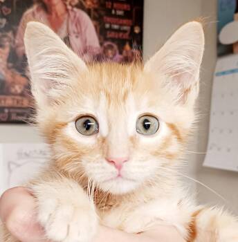 DJ -  Domestic Short Hair Cat for Adoption in Bulverde, Texas - DJ | PetCurious