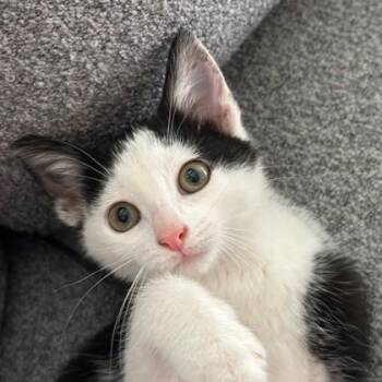 Muffin -  Domestic Short Hair Cat for Adoption in Wheaton, Illinois - Muffin | PetCurious
