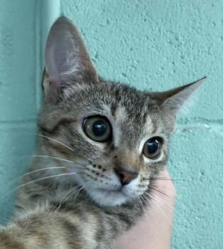 angel -  Domestic Short Hair Cat for Adoption in Waverly, Tennessee - Angel | PetCurious