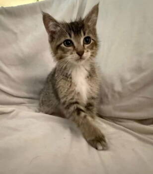 Rescue Domestic Short Hair Cats for Adoption in Minneapolis, Minnesota - Woody | PetCurious