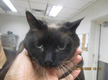 Domestic Short Hair Cats Available for Adoption - Rylee(pent6) | PetCurious