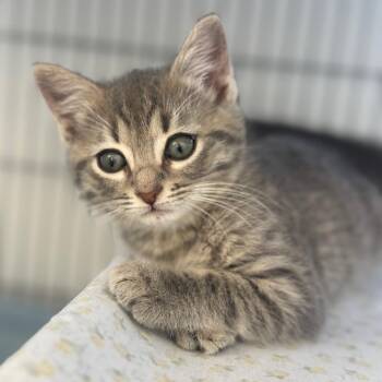Domestic Short Hair Cats Available for Adoption in Chesapeake, Virginia - Ginger | PetCurious