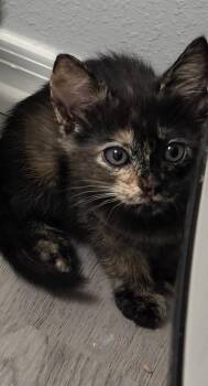 Zenith -  Domestic Short Hair Cat Available for Adoption in Town 