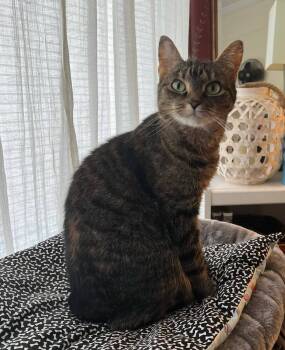 Rescue Domestic Short Hair Cats for Adoption in Glen Raven, North Carolina - CATNISS | PetCurious