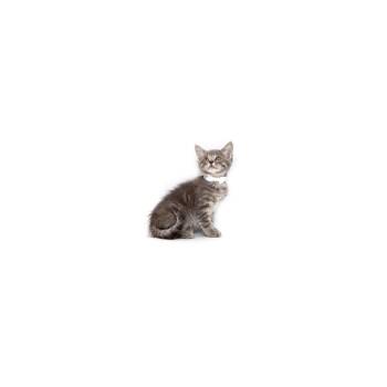 Crisp -  Domestic Short Hair Cat for Adoption in Los Angeles, California - Crisp | PetCurious