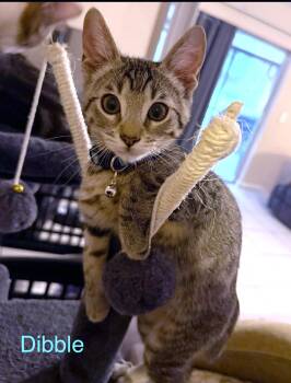 Dibble -  Domestic Short Hair and Tiger Cat for Adoption in Lake Monroe, Florida - Dibble | PetCurious