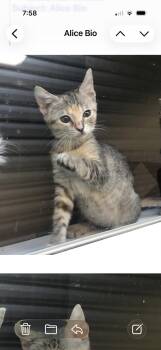 Alice -  American Shorthair Cat for Adoption in Marvin, North Carolina - Alice | PetCurious