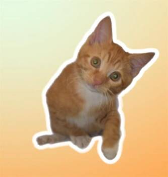 Domestic Short Hair Cats Available for Adoption in Sarasota, Florida - LEO | PetCurious