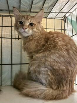 Rescue Domestic Medium Hair Cats for Adoption in Memphis, Tennessee - Ferdie | PetCurious
