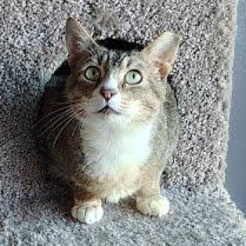 Rodney COURTESY POST -  Tabby and Domestic Short Hair Cat for Adoption in Sacramento, California - Rodney COURTESY POST | PetCurious