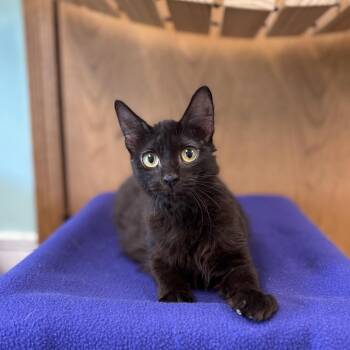 Nyra -  Domestic Medium Hair Cat Available for Adoption in Fargo, North Dakota - Nyra | PetCurious