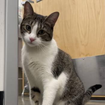 Domestic Short Hair Cats Available for Adoption - Skittles Barcat | PetCurious