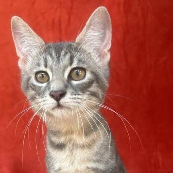 Roxie Hart -  Domestic Short Hair Cat for Adoption in Concord, New Hampshire - Roxie Hart | PetCurious