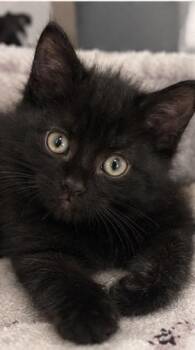 Jax -  Domestic Short Hair Cat for Adoption in Delson, Quebec - Jax | PetCurious